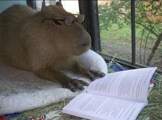 Capybara meme 02