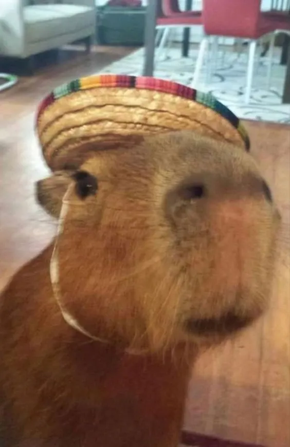 Capybara meme 06