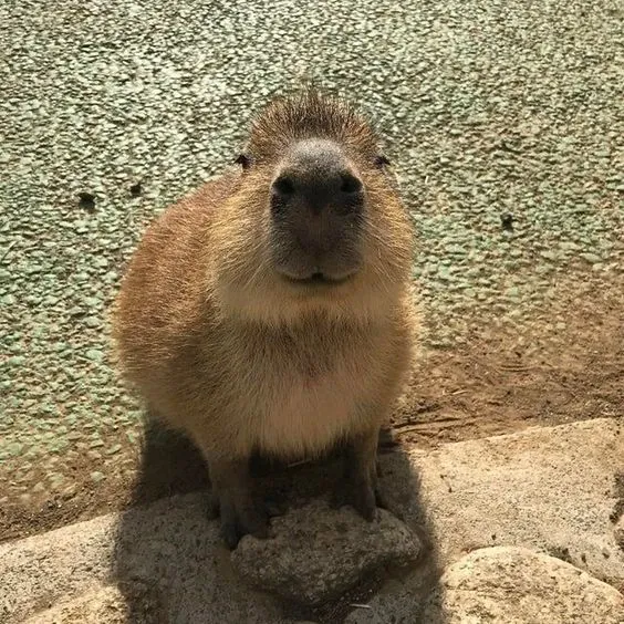 Capybara meme 07