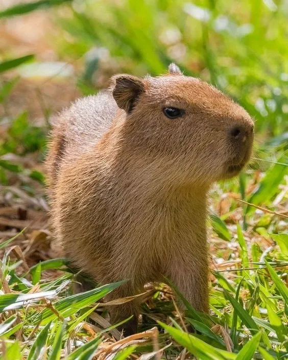 Capybara meme 08