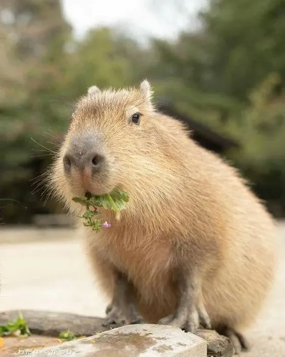 Capybara meme 11