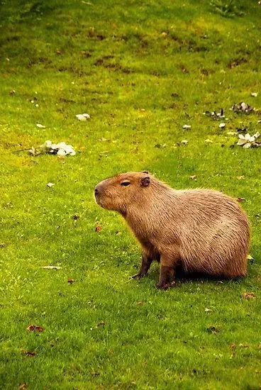 Capybara meme 12