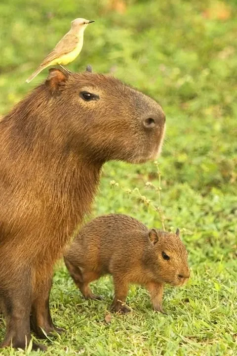 Capybara meme 14