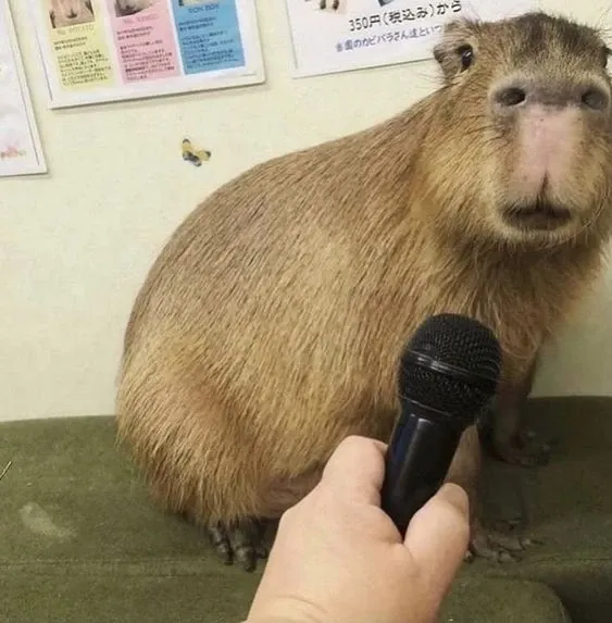 Capybara meme 15