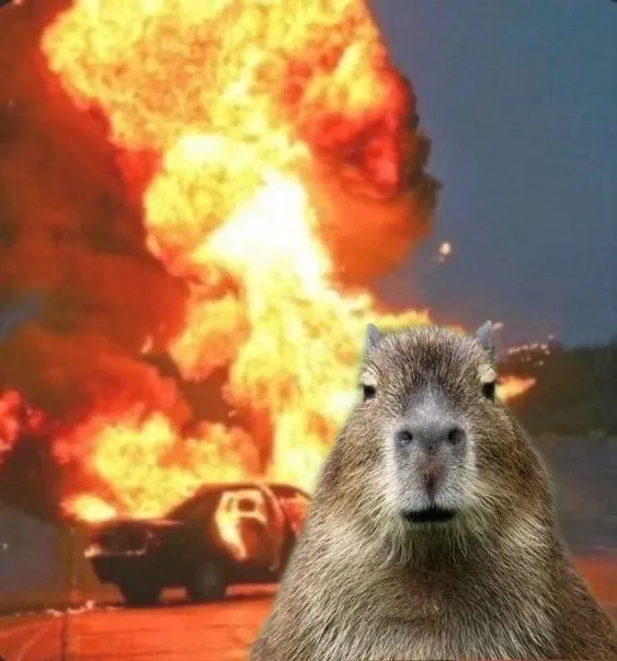 Capybara meme 16