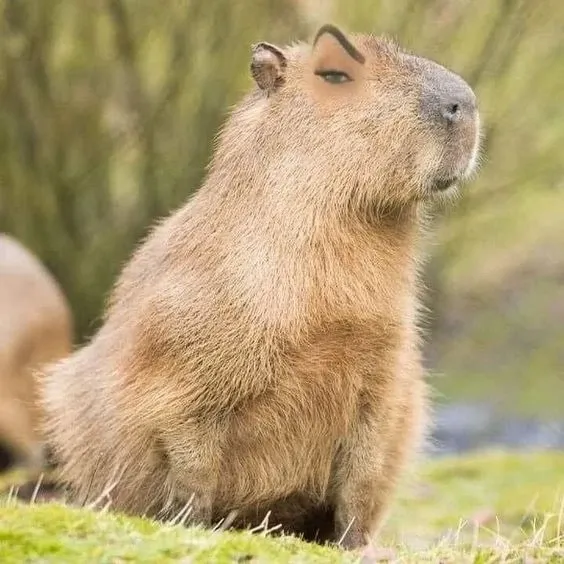 Capybara meme 21