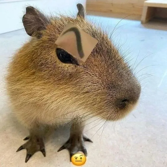 Capybara meme 26