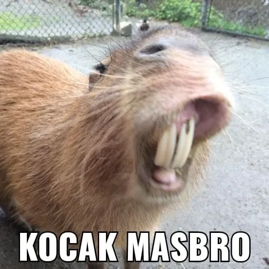 Capybara meme 27