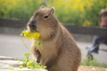 Tuyển tập bộ ảnh Capybara meme siêu đáng yêu và hài hước