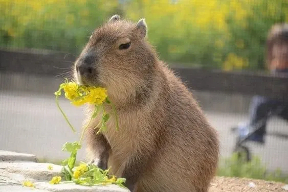 Capybara meme 28