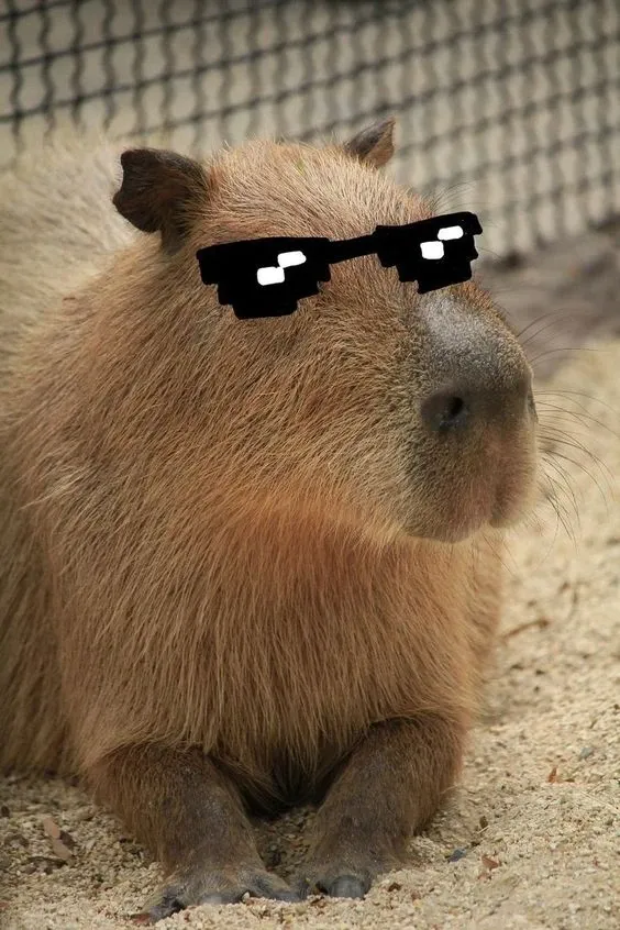 Capybara meme 32