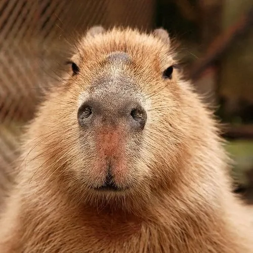 Capybara meme 38