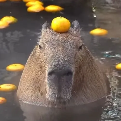 Capybara meme 40