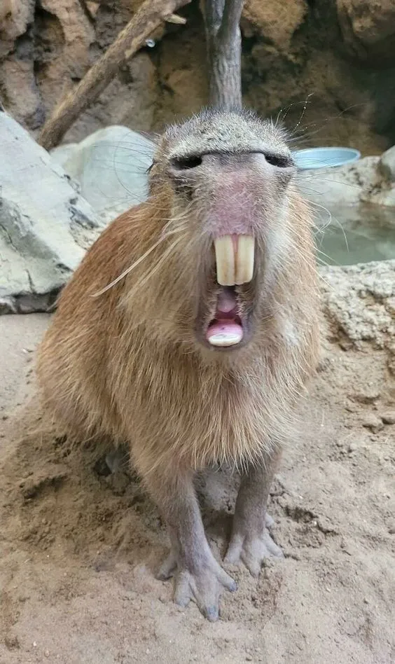 Capybara meme 41