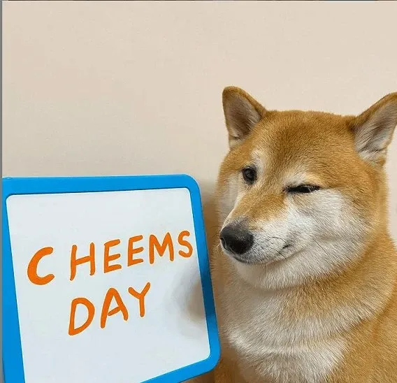 Cheems meme 09