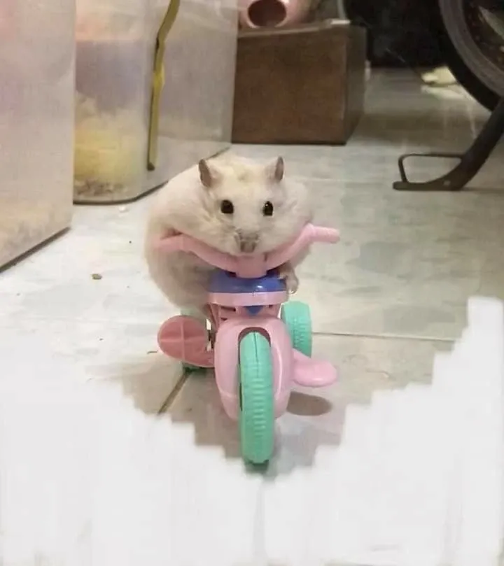 Hamster meme 01