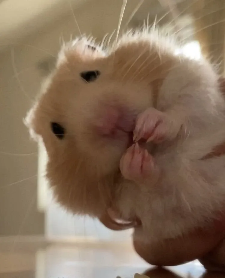 Hamster meme 04