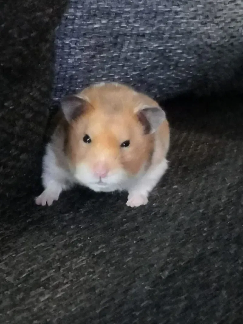 Hamster meme 08