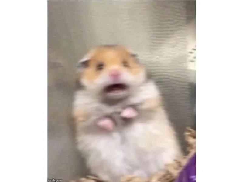 Hamster meme 22