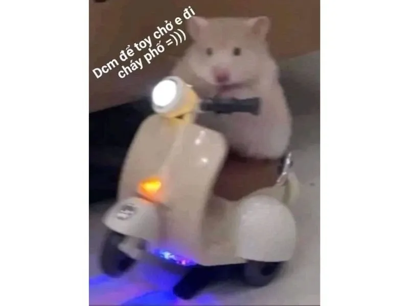 Hamster meme 23