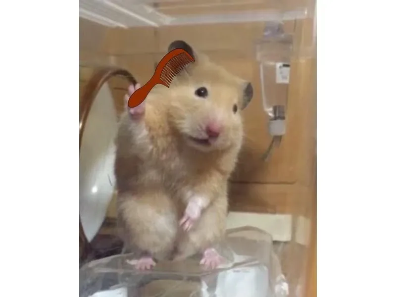 Hamster meme 24