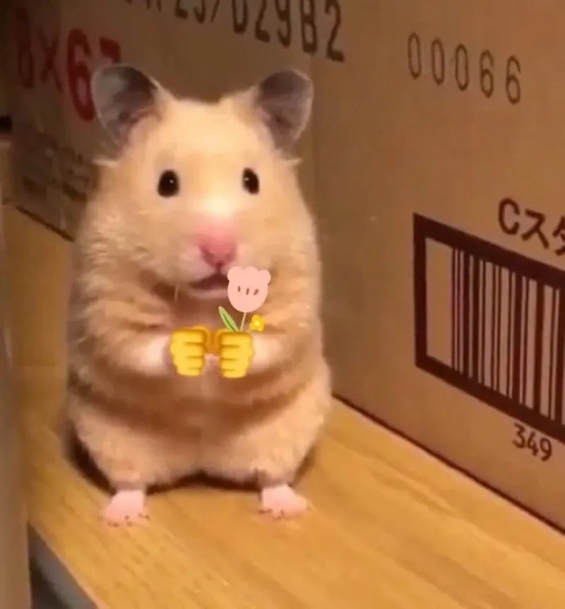 Hamster meme 33