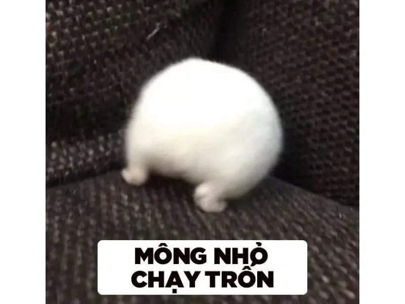 Hamster meme 34