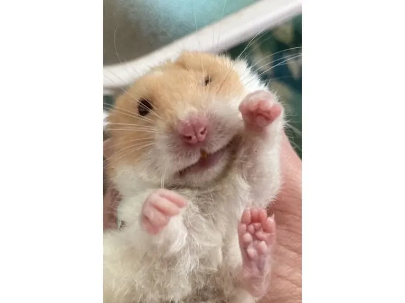 Hamster meme 35