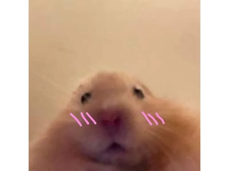 Hamster meme 36