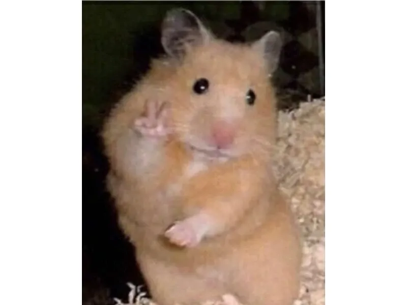 Hamster meme 38