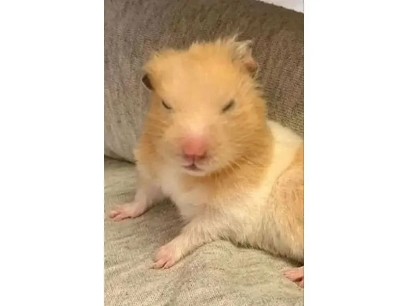 Hamster meme 39