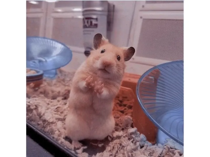 Hamster meme 40