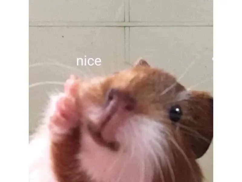 Hamster meme 42