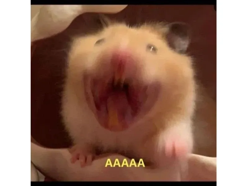 Hamster meme 43