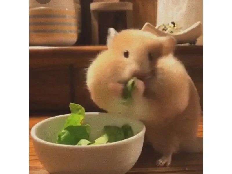 Hamster meme 46