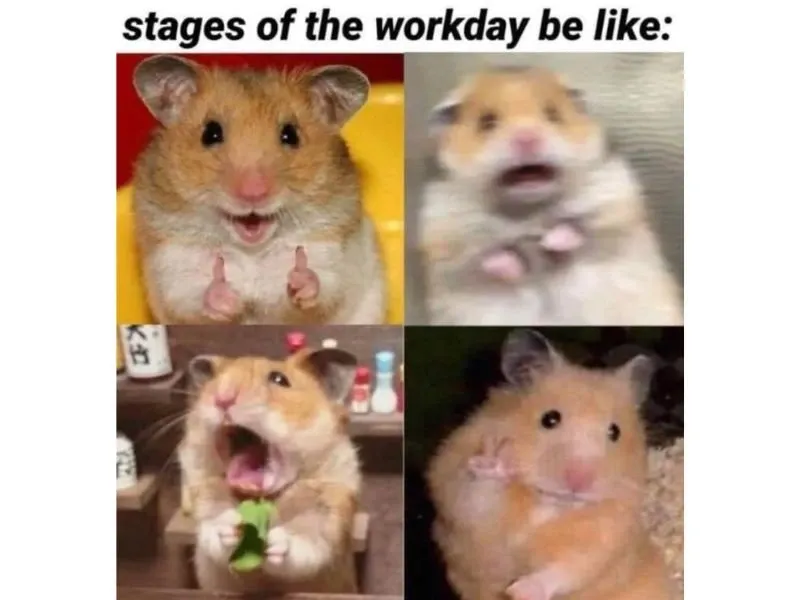 Hamster meme 47