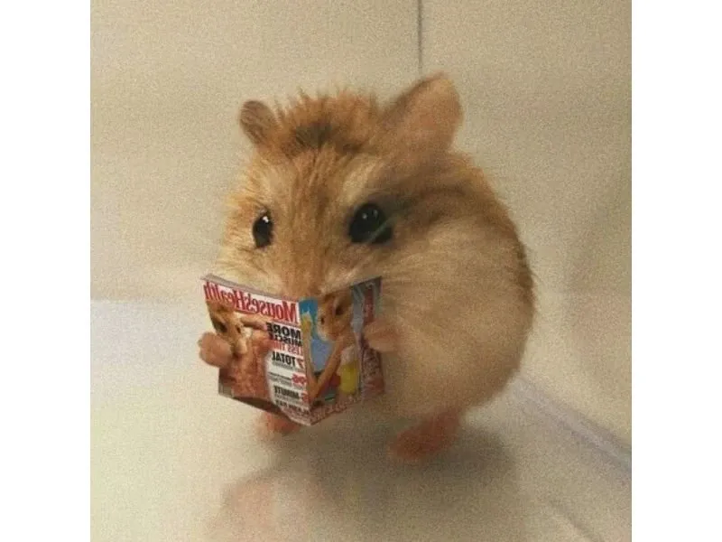 Hamster meme 48