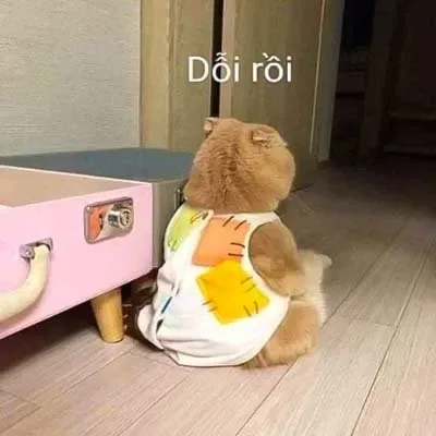 Meme dỗi 26