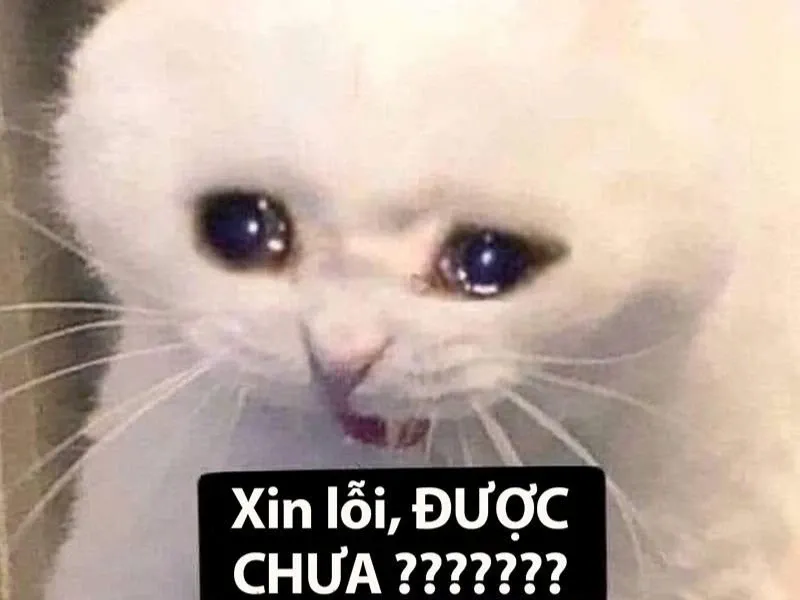 Meme dỗi 27