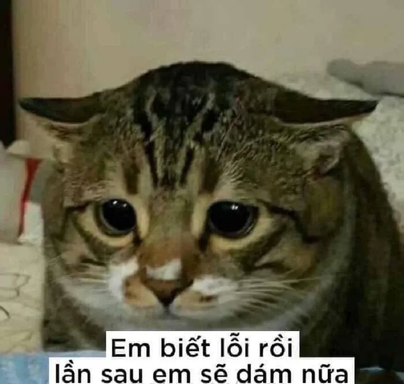 Meme dỗi 29