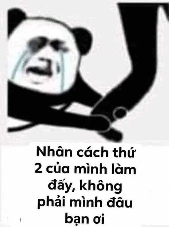 Meme gấu trúc 17