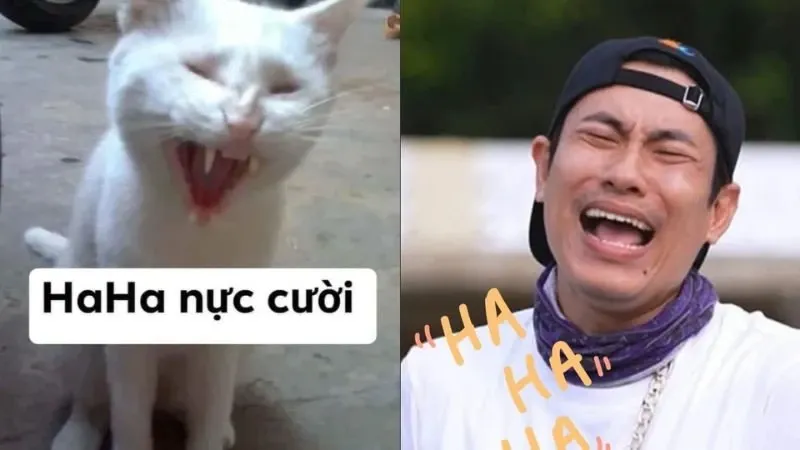 meme hài 19