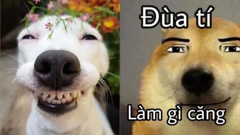 meme hài 23