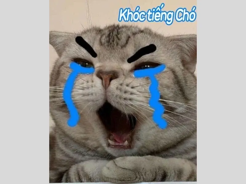 Ảnh meme hài hước 41