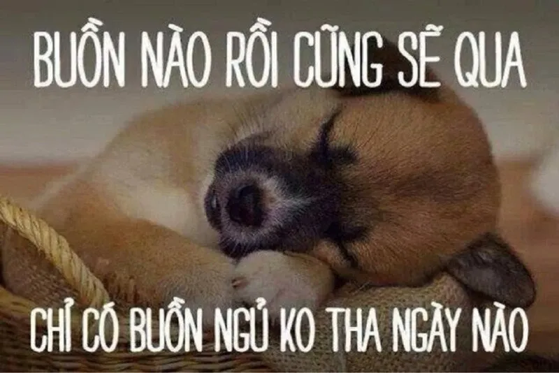 Meme ngủ ngon 30