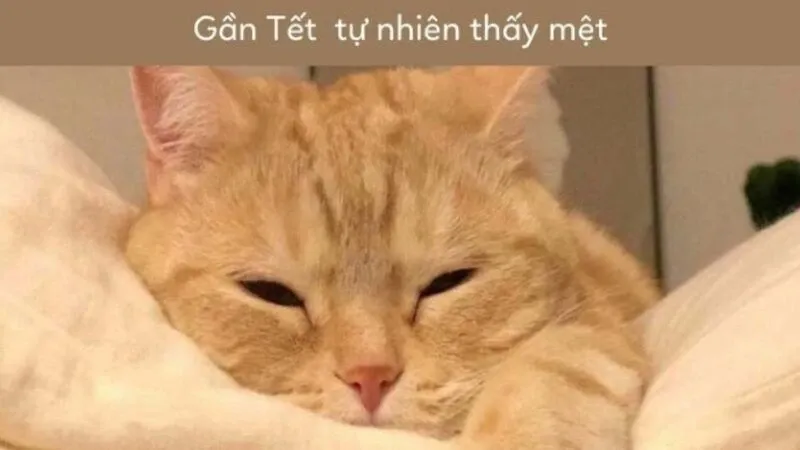 Meme tết 12