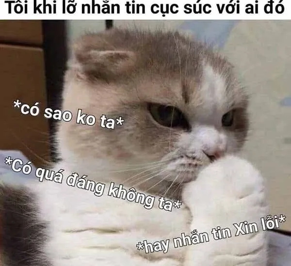 Meme xin lỗi 31