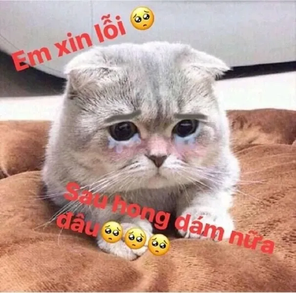 Meme xin lỗi 40