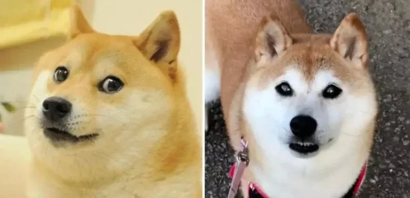 Shiba meme 01