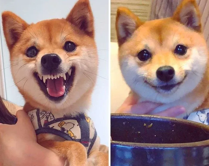 Shiba meme 02